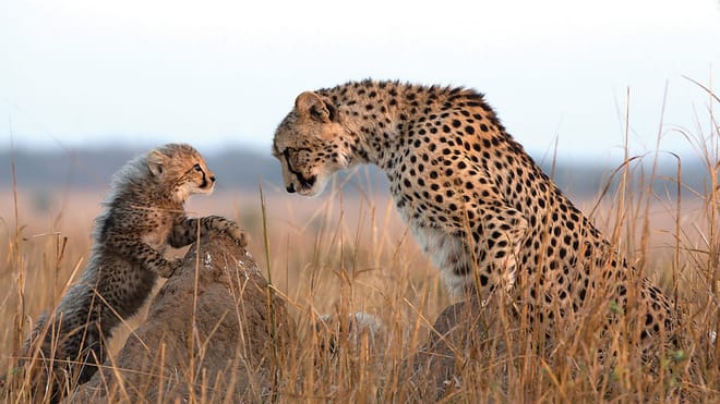 From Arusha: Full-Day Trip to Tarangire National Park 9