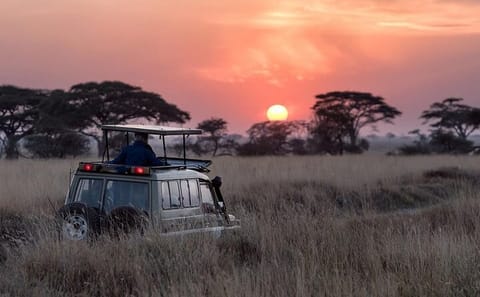Night Game Drive at Nairobi National Park