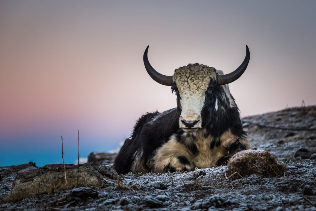 19 Days Mera Peak Climbing & Expedition – One Life-Changing Himalayan Adventure