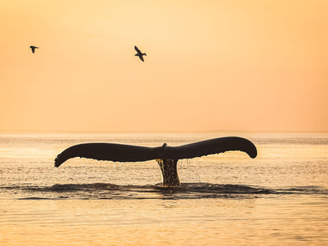Midnight Sun Whale Watching from Húsavík