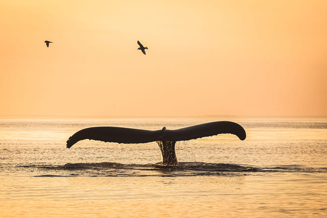 Midnight Sun Whale Watching from Húsavík