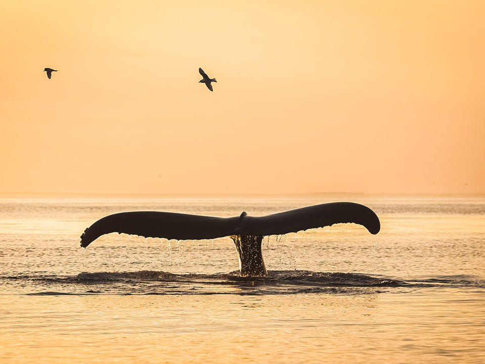 Midnight Sun Whale Watching from Húsavík — North Sailing