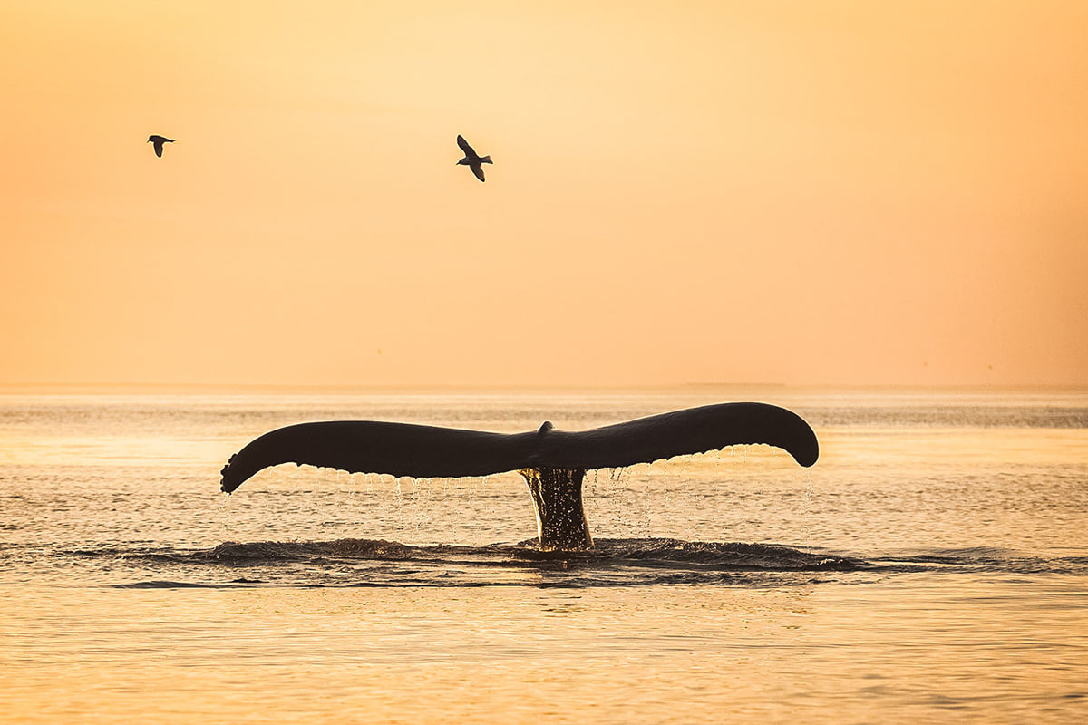 Midnight Sun Whale Watching from Húsavík, by North Sailing