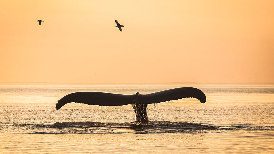 Midnight sun tours in Iceland: which are worth it