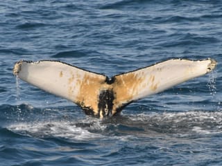 Whales & Lava Show, photo 11