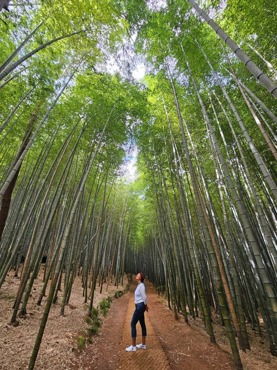 The deep green beauty of Ahopsan Forest