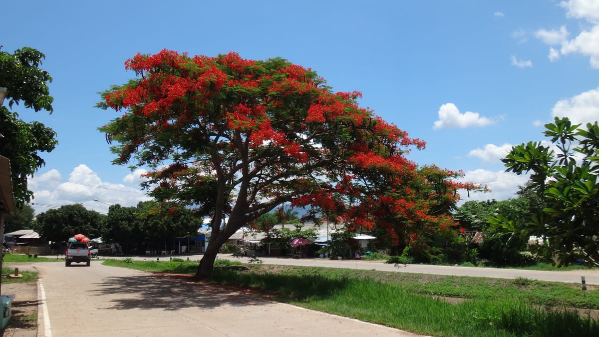 Chiang mai Suthep National Park Leisure Hiking & Mountain Biking