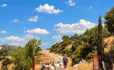 Troodos Mountains Halloumi Cheese Making Workshop Tour