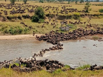 3 Day 4×4 Jeep Tour in Masai Mara Safari