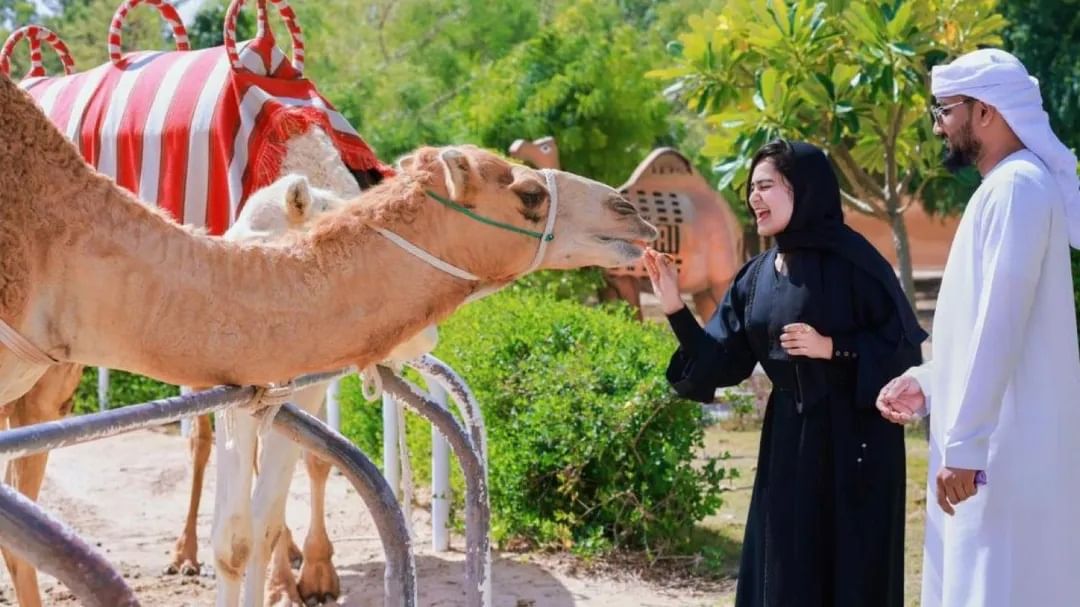 Guided Trip To Camel Farm Dubai Tickets