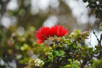 Hilo Shore Excursion: Private Kilauea Volcano Tour