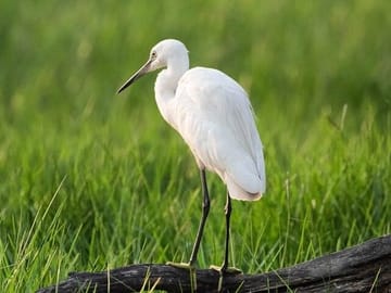 Negombo Lagoon & Muthurajawela Bird Watching Boat Tour