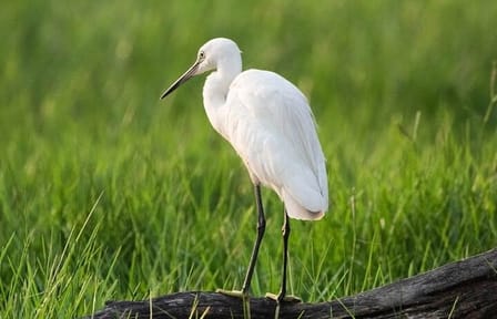 Negombo Lagoon and Muthurajawela Bird Watching Tour
