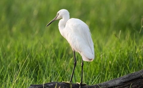 Negombo Lagoon and Muthurajawela Bird Watching Tour