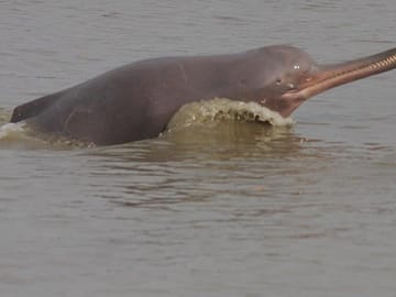 Koshi Tappu Wildlife Reserve Tour from Kathmandu: 3 Days
