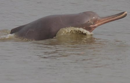 3 Days Koshi Tappu Wildlife Reserve Tour from Kathmandu