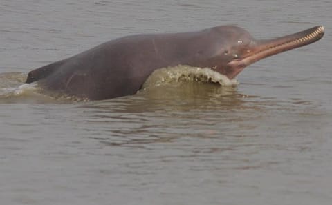 Koshi Tappu Wildlife Reserve Tour from Kathmandu: 3 Days