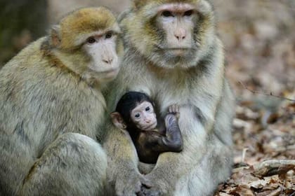 Full day Private Tour to Chefchaouen & Akchour’s Waterfalls (From Tangier)
