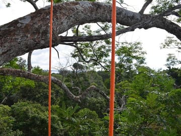 Tree Climbing Adventure in the Amazon Rainforest, Manaus