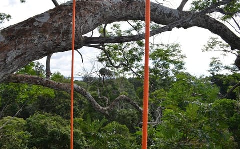 Tree Climbing Adventure in the Amazon Rainforest, Manaus