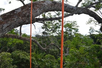 Tree Climbing Adventure in the Amazon Rainforest, Manaus