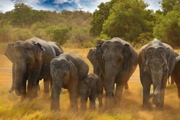 Kandy Adventure Day Tour: Hiking and Wildlife Exploration