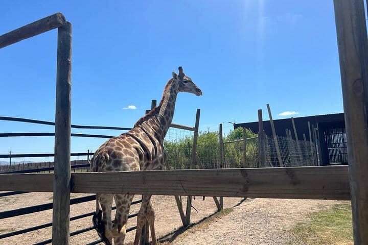 Giraffe Encounter and Lion Park with Wine Tasting in Stellenbosch