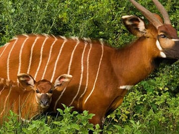 Overnight Safari To Aberdare National Park From Nairobi