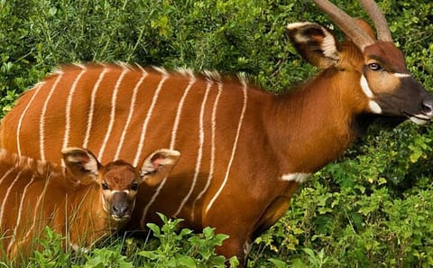 Overnight Safari To Aberdare National Park From Nairobi