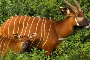 Overnight Safari To Aberdare National Park From Nairobi