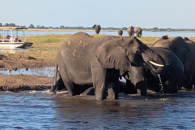  Half Day Tour in Chobe Afternoon Boat Safari in Zambia