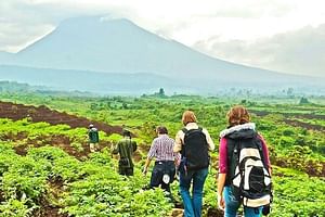 2-Day Nature Hike in the Volcanoes National Park in Rwanda. 