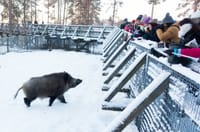 Visit to Ranua Arctic Wildlife Park - Rovaniemi 5
