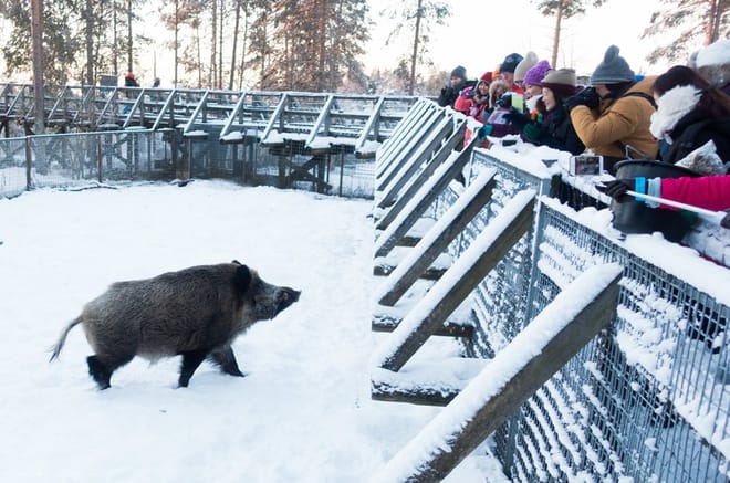 Visit to Ranua Arctic Wildlife Park - Rovaniemi photo 5