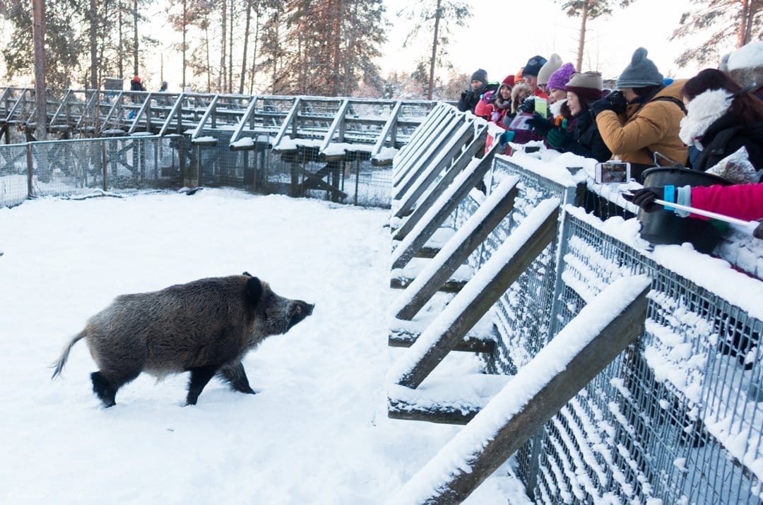 Visit to Ranua Arctic Wildlife Park - Rovaniemi 5