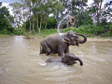 Playful Half-Day Elephant Sanctuary Adventure