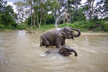 Playful Half-Day Elephant Sanctuary Adventure