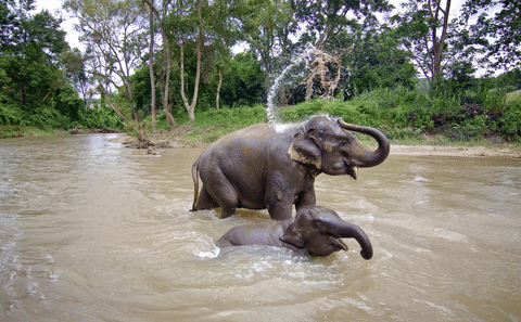 Playful Half-Day Elephant Sanctuary Adventure