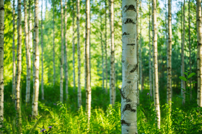 VÄKI - Forest Bath
