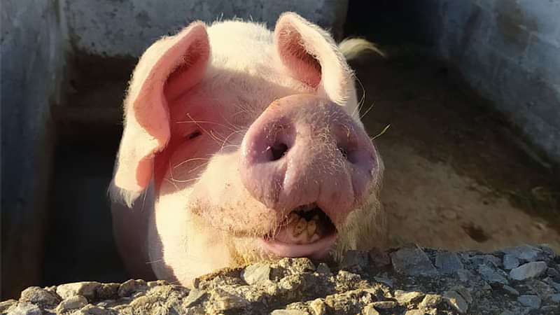 Piglet on the farm