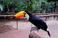 Tucano