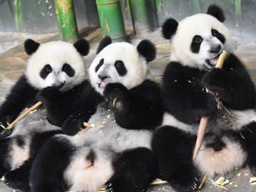 Wildlife Safari Experience at Guangzhou Chimelong Park