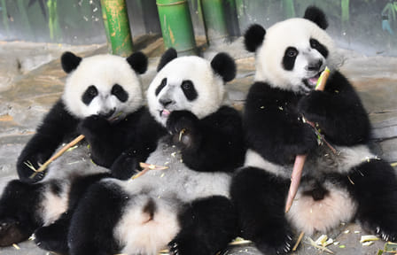 Wildlife Safari Experience at Guangzhou Chimelong Park