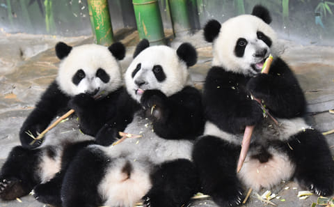 Wildlife Safari Experience at Guangzhou Chimelong Park