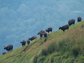 Cochin to Thekkady and Alleppey 4-Day Nature Tour