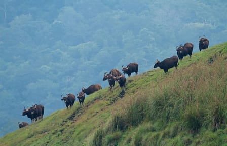 Cochin to Thekkady and Alleppey 4-Day Nature Tour