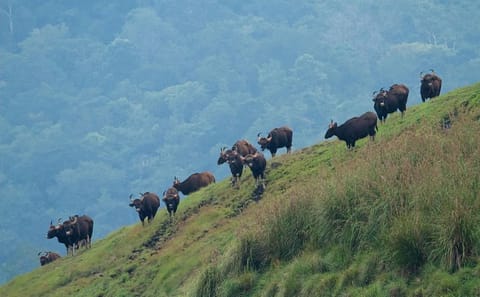 Cochin to Thekkady and Alleppey 4-Day Nature Tour