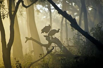 Bangalore to Bandipur National Park with Mysore Highlights Tour