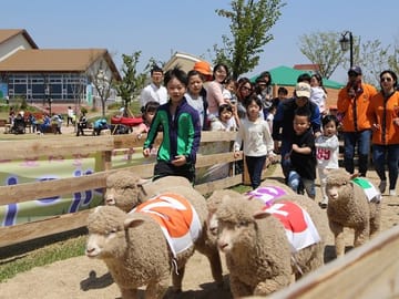 Anseong Farm Land - Sheep racing