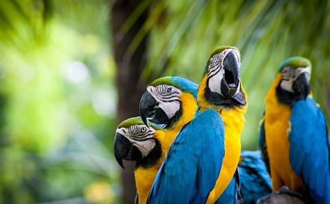 4-Day Nature and Wildlife Tour in Puerto Maldonado